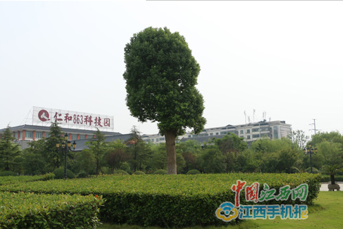 網(wǎng)媒記者探秘“樟幫國(guó)藥”的炮制古法