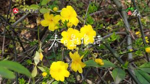 春日影像詩?? | 在仁和863科技園，聽“范偉”老師朗誦《春》